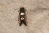 Incurvaria oehlmanniella, adult. Ouston, 28-05-2017. Copyright Verna Atkinson.