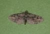 Juniper Pug (Eupithecia pusillata), adult. Ouston, 25-07-2022. Copyright Verna Atkinson.