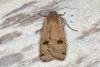 Large Yellow Underwing (Noctua pronuba), adult. Ouston, 09-06-2016. Copyright Verna Atkinson.