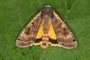 Large Yellow Underwing (Noctua pronuba), adult. Ouston, 13-06-2016. Copyright Verna Atkinson.