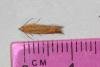 Lathronympha strigana, adult. Ouston, 14-06-2017. Copyright Verna Atkinson.