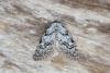 Least Black Arches (Nola confusalis), adult. Ouston, 20-04-2017. Copyright Verna Atkinson.