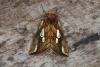 Lempke's Gold Spot (Plusia putnami), adult. Ouston, 01-08-2016. Copyright Verna Atkinson.