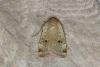 Lesser Yellow Underwing (Noctua comes), adult. Ouston, 30-06-2021. Copyright Verna Atkinson.