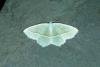 Light Emerald (Campaea margaritaria), adult. Ouston, 26-06-2018. Copyright Verna Atkinson.