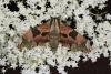 Lime Hawk-moth (Mimas tiliae), adult. Ouston, 18-06-2023. Copyright Verna Atkinson.