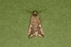 Loxostege sticticalis, adult. Ouston, 05-09-2022. Copyright Verna Atkinson.