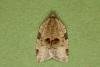 Lozotaenia forsterana, adult. Ouston, 09-06-2022. Copyright Verna Atkinson.