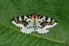 Magpie Moth (Abraxas grossulariata), adult. Ouston, 29-06-2018. Copyright Verna Atkinson.