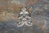 Marbled Beauty (Bryophila domestica), adult. Ouston, 22-06-2023. Copyright Verna Atkinson.