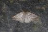 March Moth (Alsophila aescularia), adult. Ouston, 03-02-2024. Copyright Verna Atkinson.