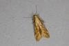 Metzneria metzneriella, adult. Ouston, 14-06-2021. Copyright Verna Atkinson.