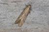 Metzneria lappella, adult. Ouston, 10-07-2016. Copyright Verna Atkinson.