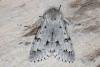 Miller (Acronicta leporina), adult. Ouston, 22-05-2016. Copyright Verna Atkinson.