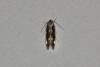 Mompha conturbatella, adult. Ouston, 16-07-2020. Copyright Verna Atkinson.