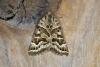 Mother Shipton (Callistege mi), adult. Ouston, 09-06-2021. Copyright Verna Atkinson.