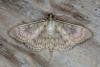 Mother of Pearl (Patania ruralis), adult. Ouston, 13-07-2019. Copyright Verna Atkinson.