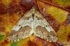 Mottled Umber (Erannis defoliaria), adult. Ouston, 19-10-2015. Copyright Verna Atkinson.