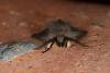 Muslin Moth (Diaphora mendica), adult. Ouston, 10-05-2023. Copyright Verna Atkinson.
