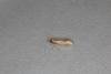 Nematopogon schwarziellus, adult. Ouston, 01-06-2020. Copyright Verna Atkinson.