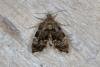 Anthophila fabriciana, adult. Ouston, 28-05-2016. Copyright Verna Atkinson.