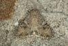 Nutmeg (Anarta trifolii), adult. Ouston, 16-05-2020. Copyright Verna Atkinson.