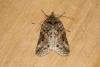 Oak Nycteoline (Nycteola revayana), adult. Ouston, 23-03-2022. Copyright Verna Atkinson.