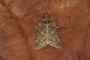 Oak Nycteoline (Nycteola revayana), adult. Ouston, 01-10-2021. Copyright Verna Atkinson.
