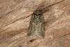 Oak Nycteoline (Nycteola revayana), adult. Ouston, 25-03-2020. Copyright Verna Atkinson.