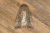 Obscure Wainscot (Leucania obsoleta), adult. Ouston, 15-07-2019. Copyright Verna Atkinson.