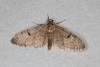 Ochreous Pug (Eupithecia indigata), adult. Ouston, 21-05-2020. Copyright Verna Atkinson.