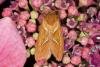 Orange Swift (Triodia sylvina), adult. Ouston, 07-08-2021. Copyright Verna Atkinson.