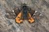 Orange Underwing (Archiearis parthenias), adult. Knitsley Fell, 08-04-2017. Copyright Verna Atkinson.