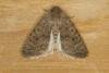 Pale Mottled Willow (Caradrina clavipalpis), adult. Ouston, 17-10-2021. Copyright Verna Atkinson.