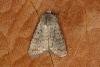 Pale Mottled Willow (Caradrina clavipalpis), adult. Ouston, 31-10-2019. Copyright Verna Atkinson.
