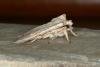 Pale Pinion (Lithophane socia), adult. Ouston, 06-04-2017. Copyright Verna Atkinson.