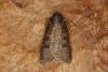Pearly Underwing (Peridroma saucia), adult. Chester-le-Street, 06-06-2022. Copyright Verna Atkinson.