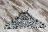 Peppered Moth (Biston betularia), adult. Ouston, 22-05-2016. Copyright Verna Atkinson.