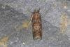 Phycita roborella, adult. Ouston, 23-07-2021. Copyright Verna Atkinson.