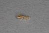 Firethorn Leaf Miner (Phyllonorycter leucographella), adult. Ouston, 27-09-2021. Copyright Verna Atkinson.