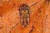 Pine Beauty (Panolis flammea), adult. Ouston, 20-03-2016. Copyright Verna Atkinson.