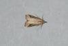 Pinion-streaked Snout (Schrankia costaestrigalis), adult. Ouston, 05-09-2018. Copyright Verna Atkinson.