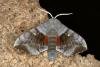 Poplar Hawk-moth (Laothoe populi), adult. Ouston, 22-05-2019. Copyright Verna Atkinson.