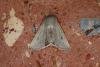 Powdered Quaker (Orthosia gracilis), adult. Ouston, 30-04-2023. Copyright Verna Atkinson.