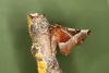 Purple Thorn (Selenia tetralunaria), adult. Ouston, 16-04-2023. Copyright Verna Atkinson.