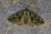 Red-Green Carpet (Chloroclysta siterata), adult. Ouston, 14-10-2021. Copyright Verna Atkinson.