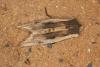 Red Sword-grass (Xylena vetusta), adult. Ouston, 16-04-2022. Copyright Verna Atkinson.