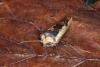 Red Sword-grass (Xylena vetusta), adult. Ouston, 18-10-2016. Copyright Verna Atkinson.