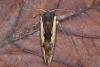 Red Sword-grass (Xylena vetusta), adult. Ouston, 18-10-2016. Copyright Verna Atkinson.