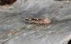 Rhigognostis incarnatella, adult. Ouston, 22-03-2021. Copyright Verna Atkinson.